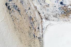 Why You Should Choose Our Mold Remediation Services in Fox Chase, PA